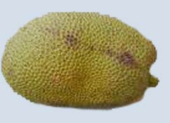 Jackfruit