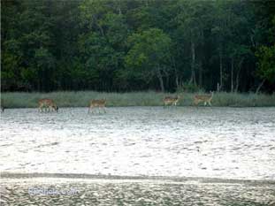 sundarban04