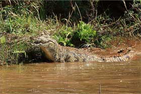 sundarban2