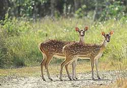 sundarban06